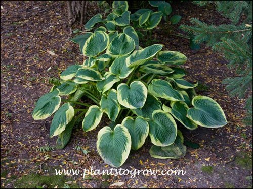 This plant is over 10 years old and is growing a shaded area. The plant in the background was planted at the same time, but is much smaller because of the increased shade. A little more sun could increase the foliage color. Picture taken in the early fall.